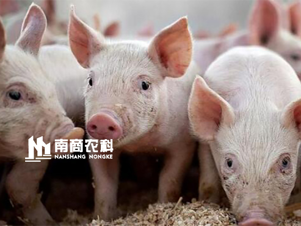 育肥豬場的建設要點