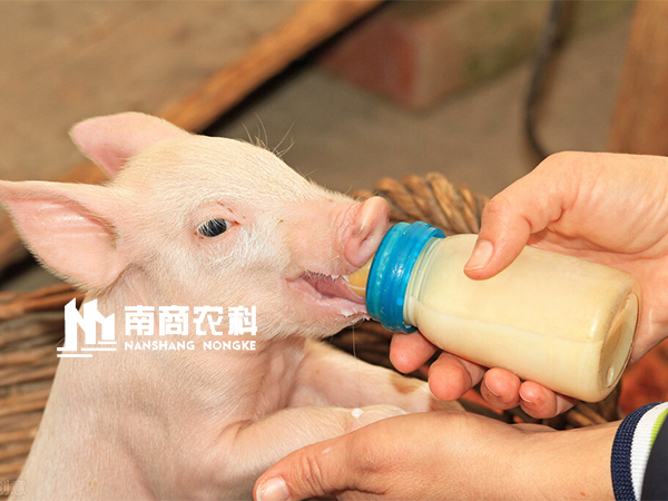 智能精準飼喂，母豬采食量、泌乳量飛速提升，豬場執行力增強！