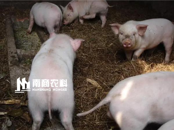 螞蟻對非瘟疫病傳播的風險有多大？