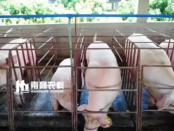 有多少養豬人還蒙在鼓里，限位欄的使用到底靠譜嗎？