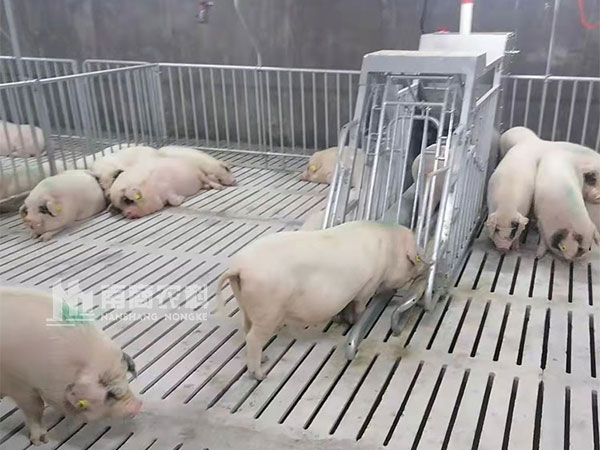 養(yǎng)豬場(chǎng)1200頭母豬豬舍怎么建最科學(xué)