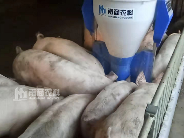 傳統(tǒng)料槽VS智能粥料器，養(yǎng)豬效益能否”彎道超車“？