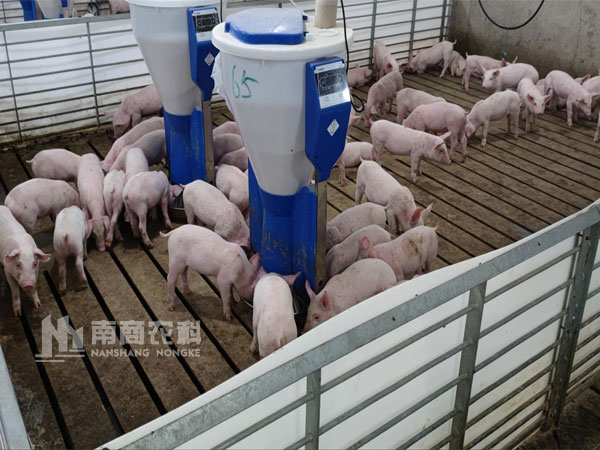 智能化仔豬粥料器如何在秋冬季提高豬場(chǎng)效益