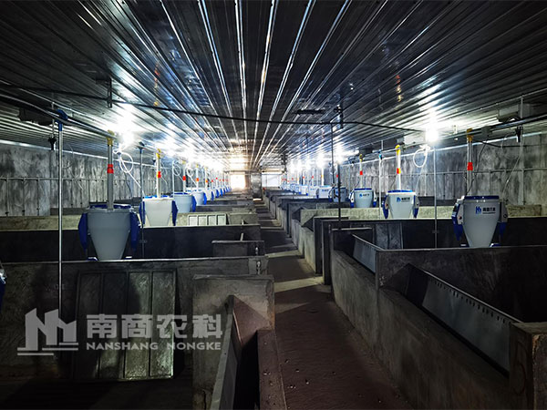 飼喂方案怎么定，養豬高效又節??？