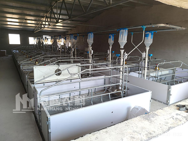 自動化養豬設備如何提高乳豬的成活率？