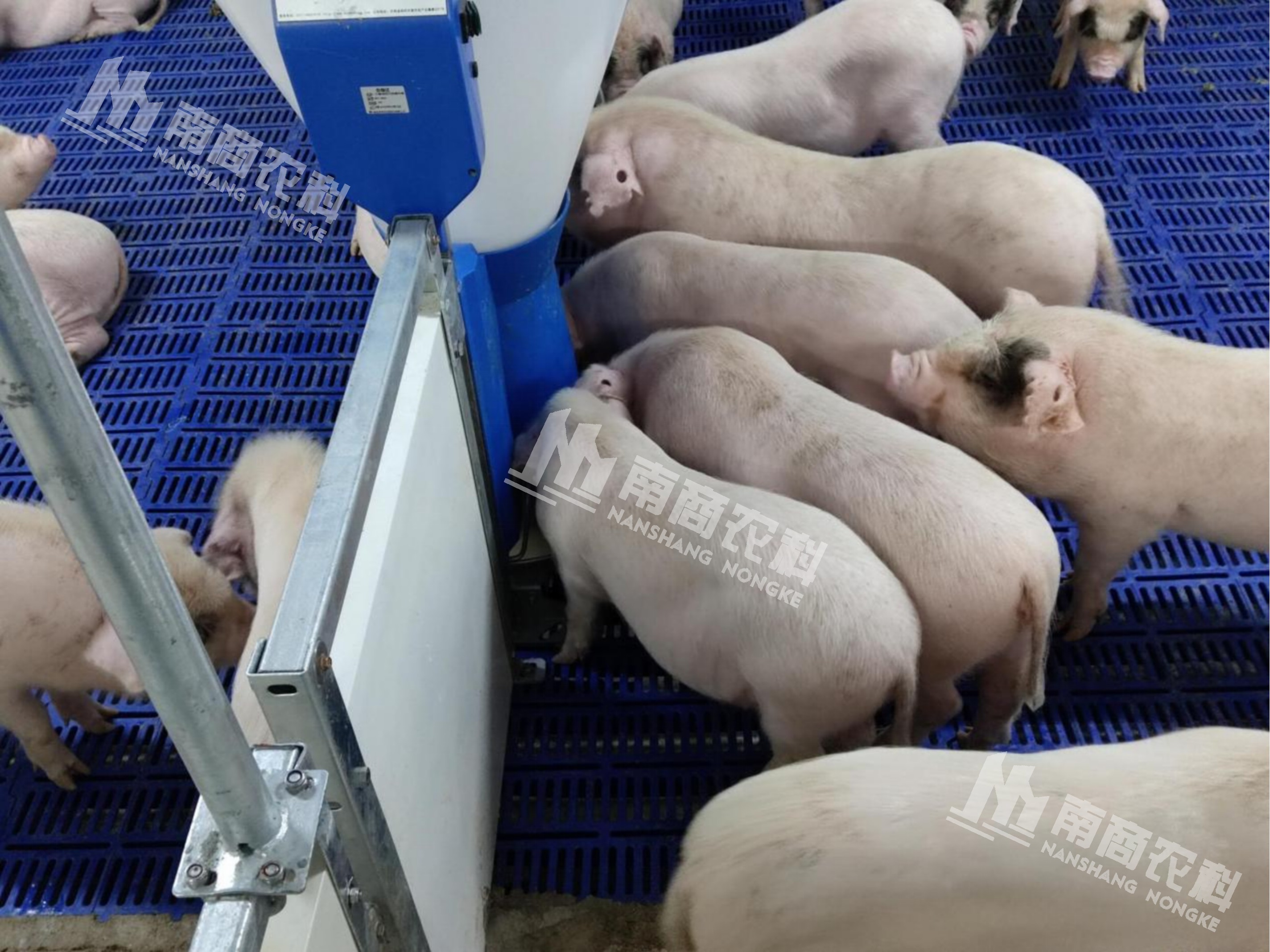 仔豬愛(ài)生病，怎么解決？