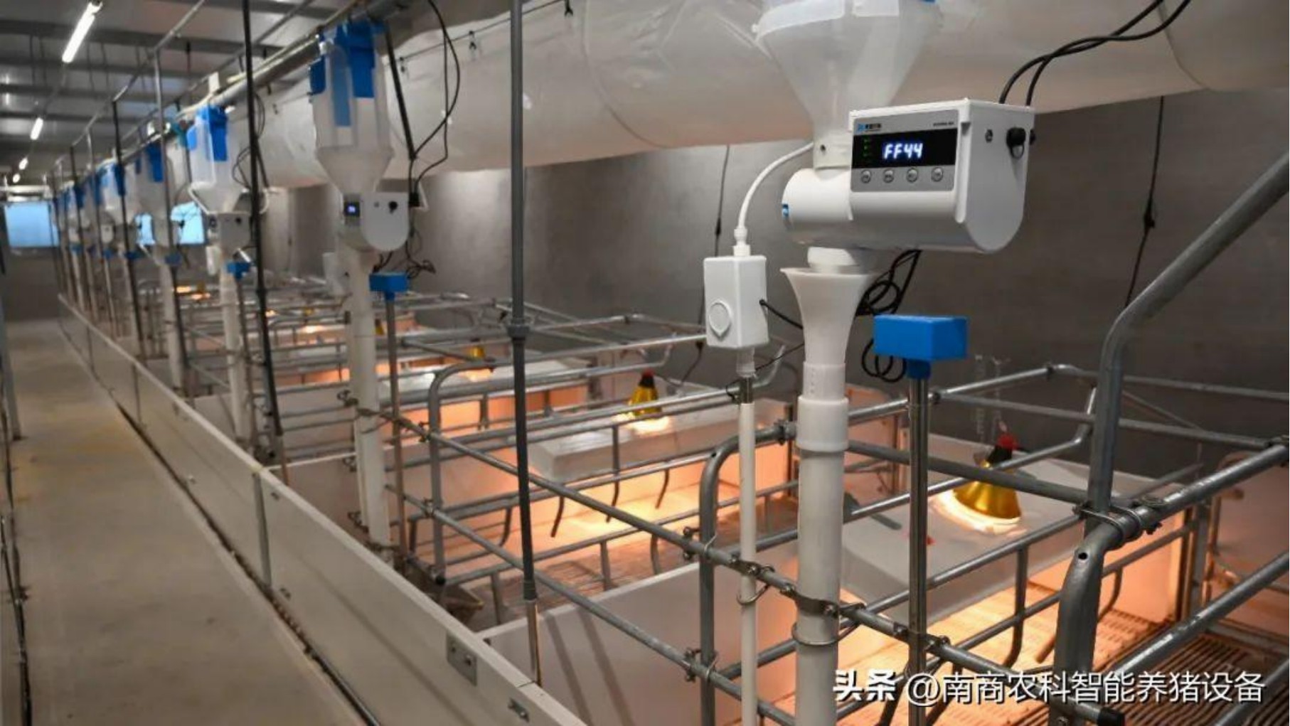 要想養豬效益高，母豬產床仔細挑！