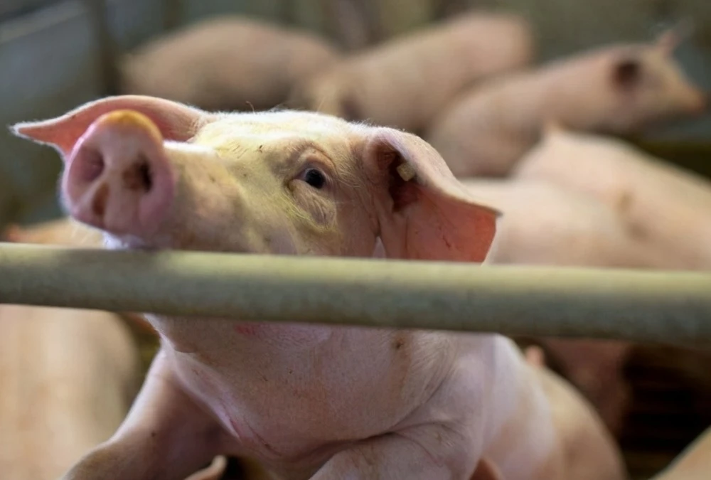 弱豬調(diào)理為什么一定要選用粥料飼喂？