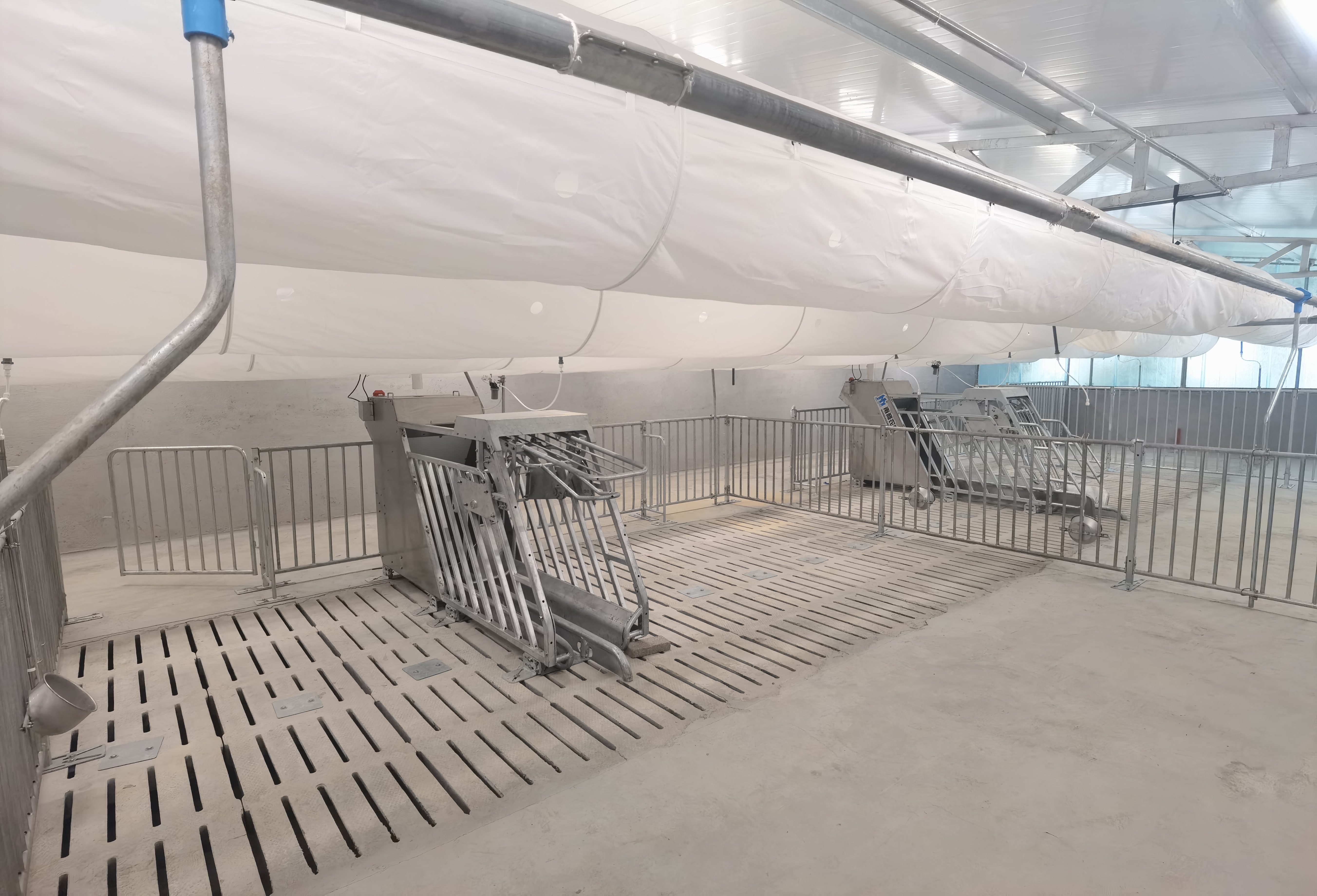 改變養殖方式：母豬小群飼養的優勢