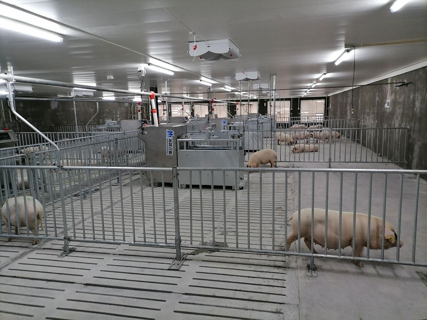 種豬測(cè)定設(shè)備實(shí)拍圖