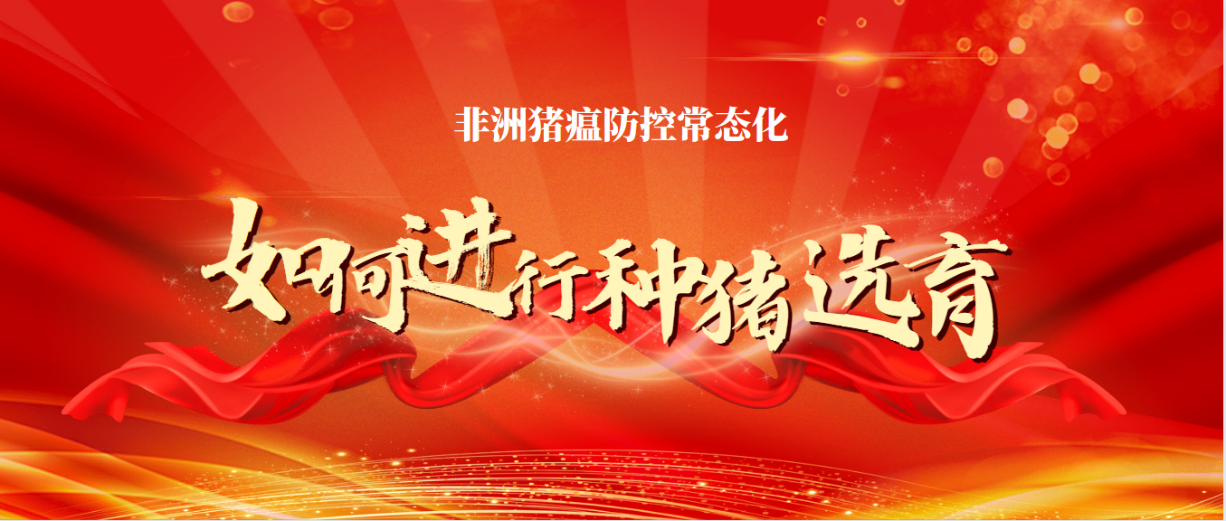 非洲豬瘟防控常態(tài)化下如何進(jìn)行種豬選育？這幾點(diǎn)很重要