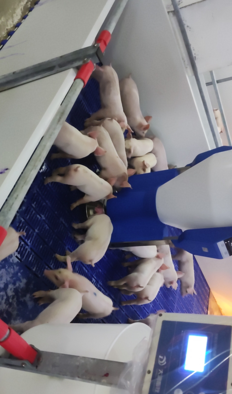 豬用粥料器：讓豬崽成長更健康、更快速