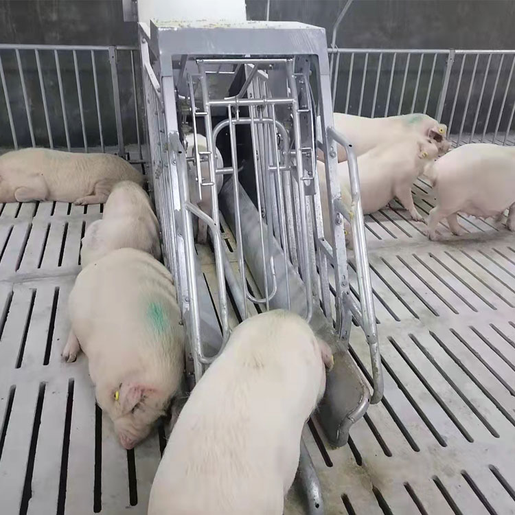 智能養殖母豬小群養：提高生產效率，降低難產率與死胎率的新型模式