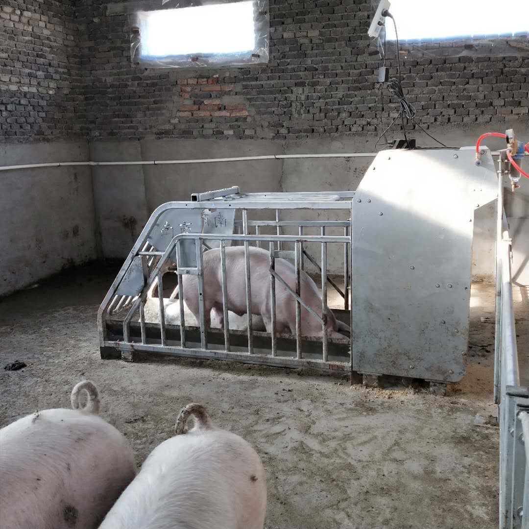 母豬小群養模式：讓養殖更科學、更高效