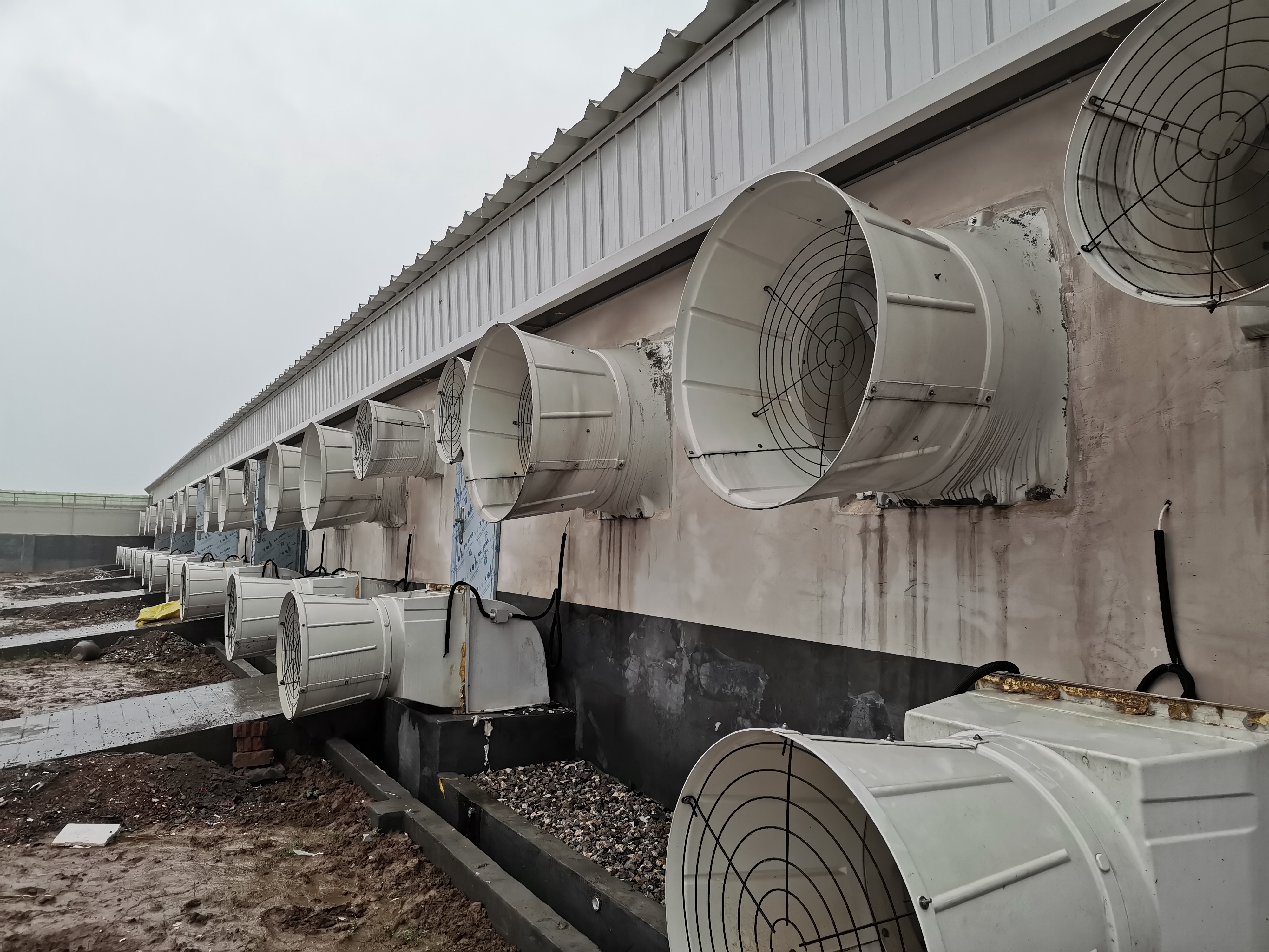 智能環控系統：遠程監測，隨時掌握豬場動態